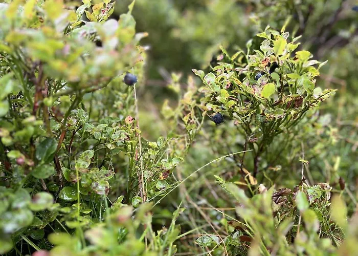 Stavtjorn Alpine Haven Дом отдыха *