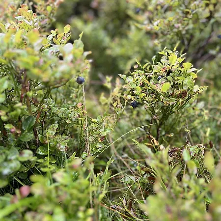 Stavtjorn Alpine Haven Prázdninový dům *